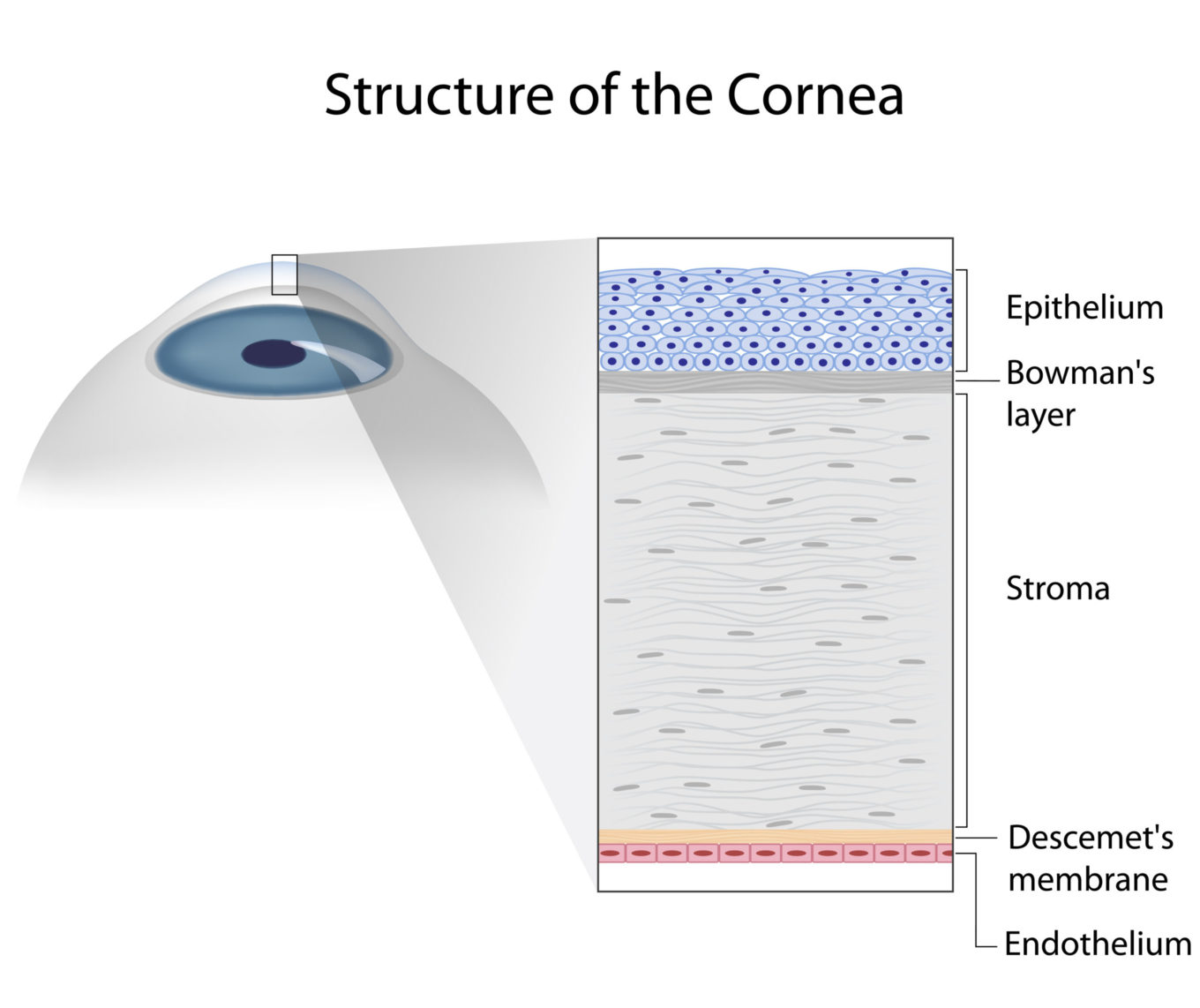 cornea, anatomy, layers, structure, refractive surgery